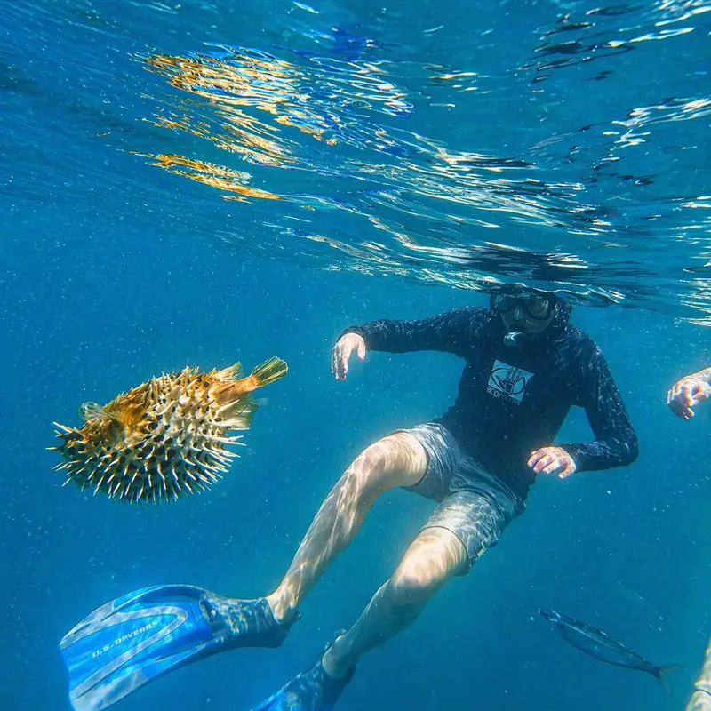 Close-up underwater snorkeling view featuring a sea urchin in Costa Rica